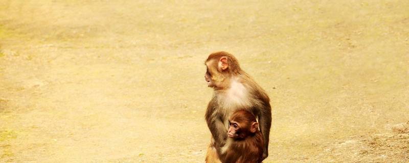 普通猴子是几级保护动物 猴子是几级保护动物