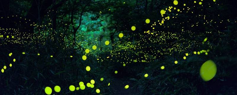 萤火虫在什么天气容易出现 什么天气可以看到萤火虫
