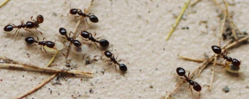 六楼家里有蚂蚁是什么原因 家住六楼为什么会有蚂蚁呢