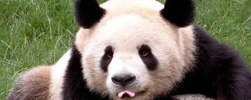 大熊猫的类別（大熊猫的类别是什么?）