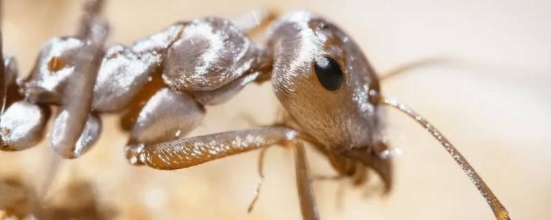 一厘米长的蚂蚁是什么 一厘米大的蚂蚁是什么蚂蚁