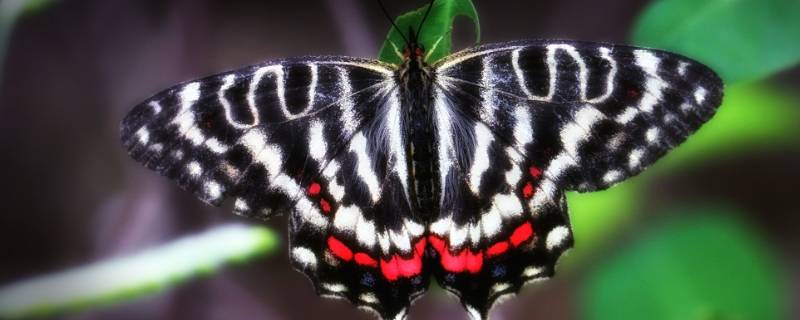 凤尾蝶有什么象征意义 凤尾蝶的寓意是什么