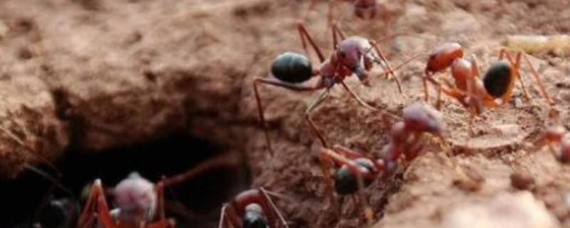 田里的蚂蚁窝怎么消灭它 蚂蚁窝怎么消灭它