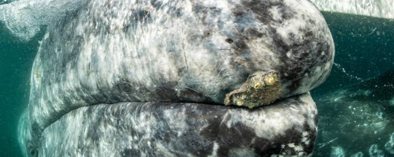 泰国三鲸岩是怎样形成的 泰国三鲸岩怎么形成的