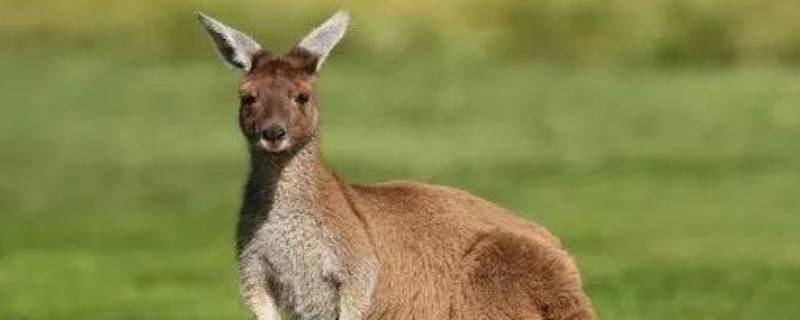 澳大利亚有哪些动物 澳大利亚有哪些动物泛滥成灾