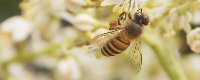 花和蜜蜂的关系 花和蜜蜂的关系证据
