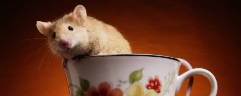 老鼠吃过的食物可以吃吗 老鼠可以吃么