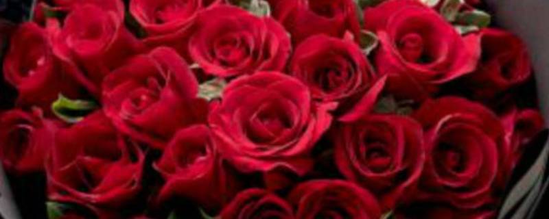 送老婆三朵玫瑰花代表什么意思 三朵玫瑰花代表什么意思