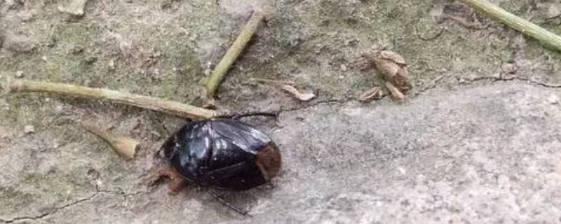 类似蟑螂的黑色虫子是什么 类似蟑螂的黑色虫子是什么会飞