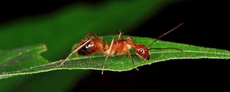 家里为什么有小红蚂蚁 家里为什么有很小的红蚂蚁