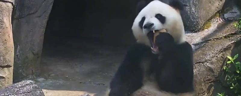 大熊猫新亚种 大熊猫新亚种是秦岭还是祁连山