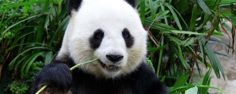 大熊猫有哪些特点呢 大熊猫有哪些特点
