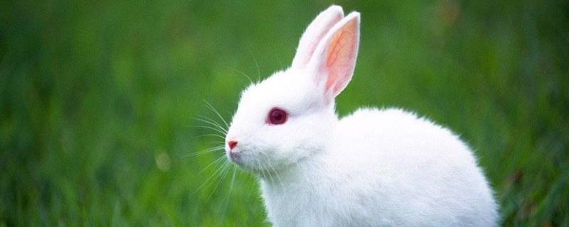 兔子是啮齿动物吗 兔子是啮齿动物吗?
