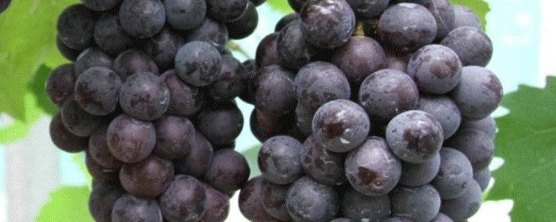葡萄上的小黑疙瘩是什么 夏黑葡萄上的小黑疙瘩是什么