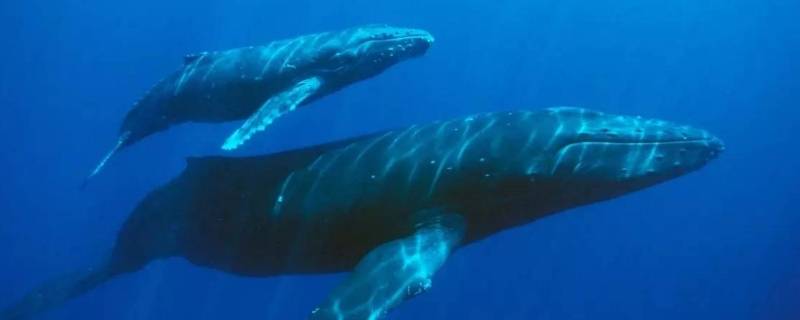 蓝鲸的寿命（蓝鲸的寿命有多长）