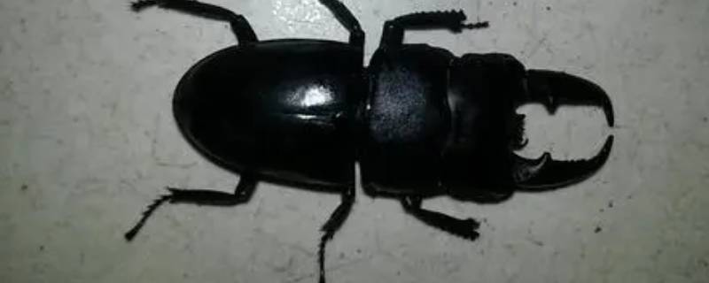 黑色甲虫吃啥 黑色甲虫吃什么食物