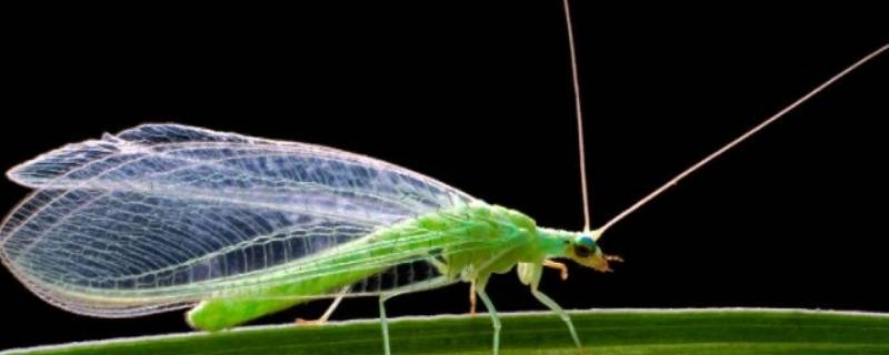 青绿色的小飞虫是什么虫 青绿色的小飞虫是什么虫,很臭