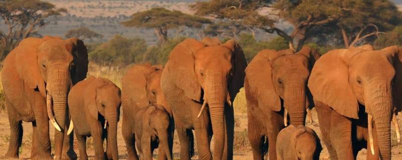一头大象有多重 一头大象有多重多少千克三年级