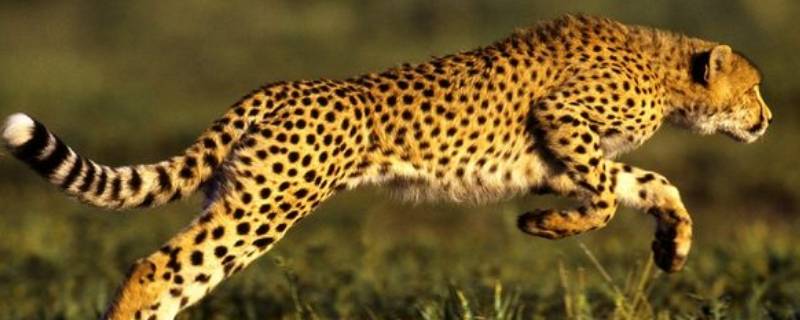 猎豹的速度 猎豹的速度非常快相当于高速行驶的汽车