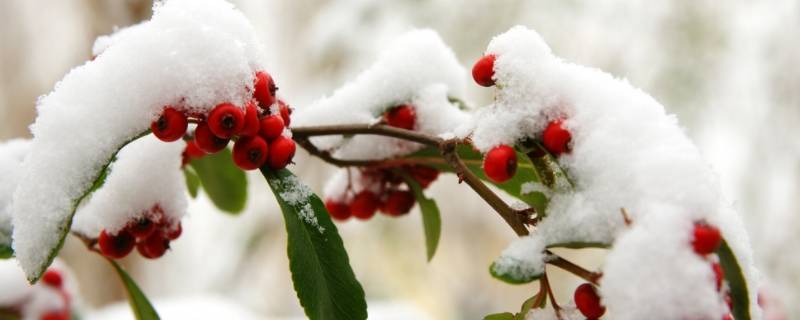 瑞雪兆丰年是几月份的雪 瑞雪兆丰年的雪是什么时候