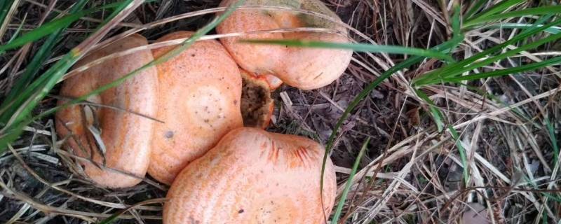 湖南6月份最常见的野生蘑菇 常见的野生蘑菇