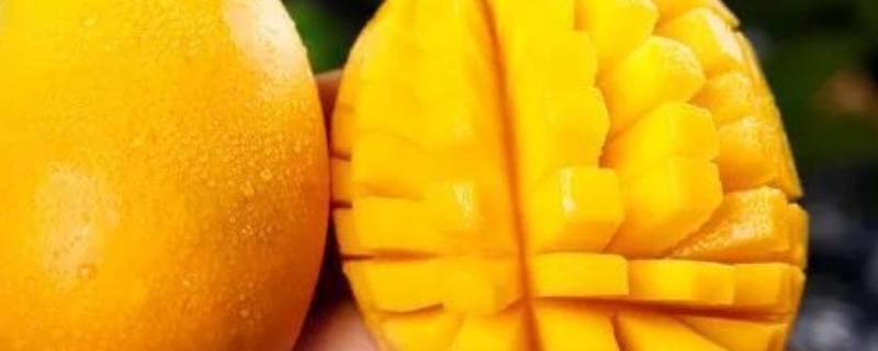 圆形芒果是什么芒果 圆形芒果叫什么芒