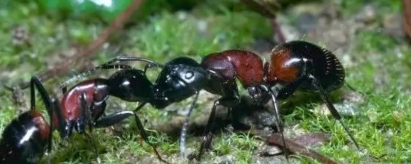 怎么消灭蚂蚁简单有效的方法 怎样有效消灭蚂蚁