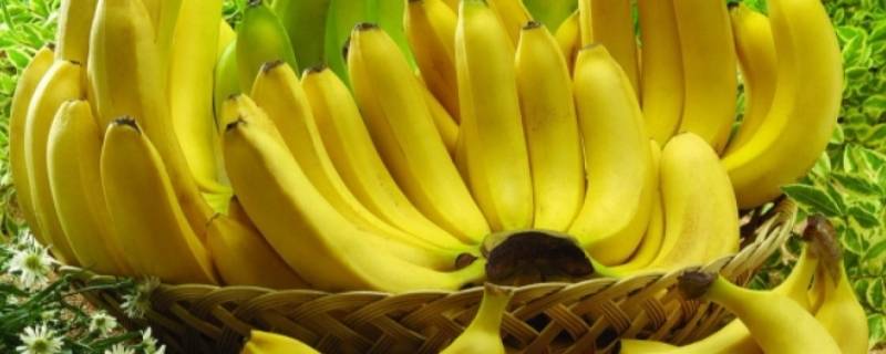 香蕉可以放冰箱冷冻保存吗 香蕉可以放冰箱冷冻吗?