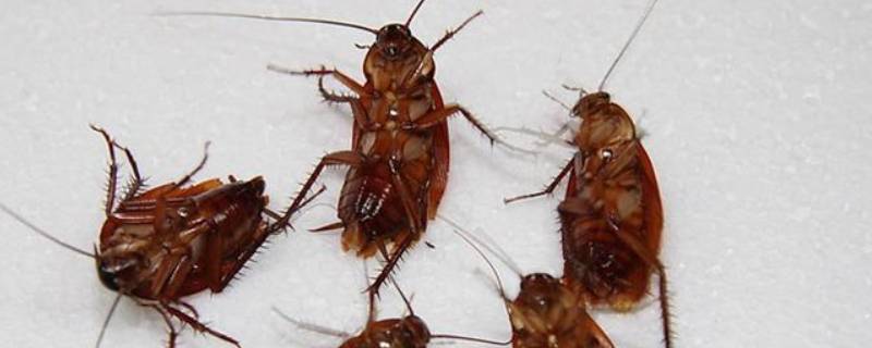 红糖和洗衣粉可以杀死蟑螂吗 洗衣粉可以杀死蟑螂吗