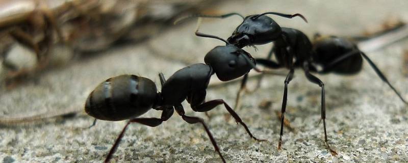 蚂蚁中为什么会有大头的蚂蚁 有的蚂蚁为什么头特别大