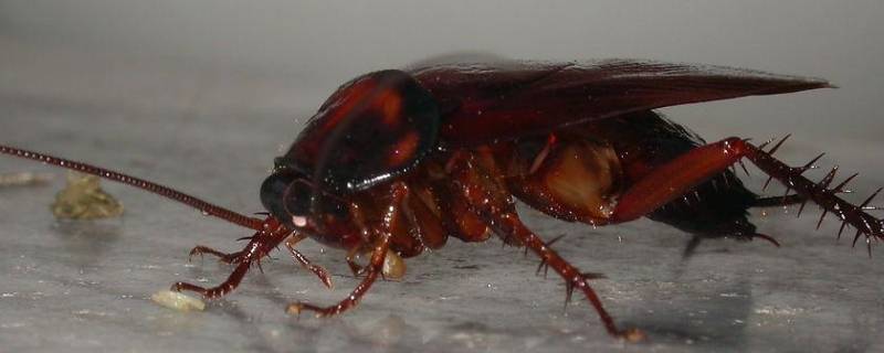 蟑螂怎么繁殖 蟑螂怎么繁殖出来的