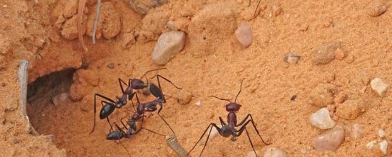 怎样驱赶蚂蚁的方法 如何驱赶蚂蚁的方法