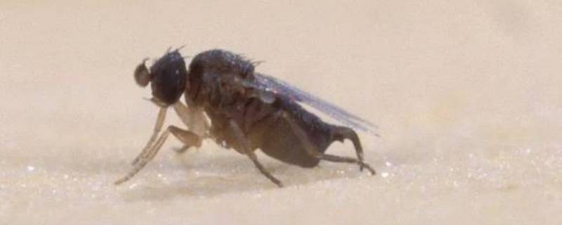 蚤蝇是怎么滋生的 蚤蝇的幼虫