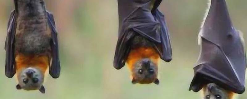 蝙蝠喜欢吃什么 蝙蝠喜欢吃什么果实