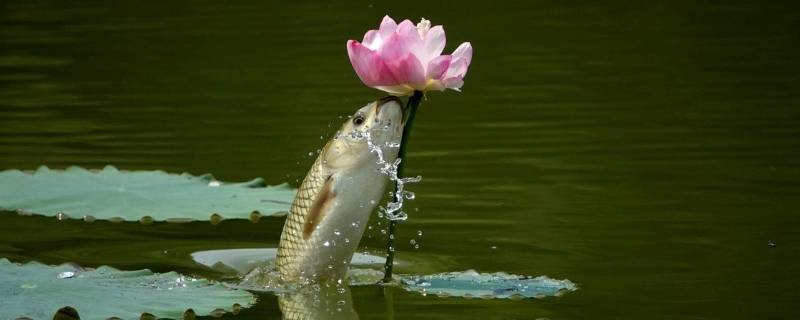 鱼吃荷花的寓意是什么意思 荷花鱼代表什么象征意义