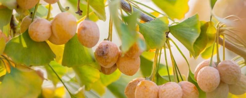 银杏树的果子 银杏树的果子的功效与作用及食用方法