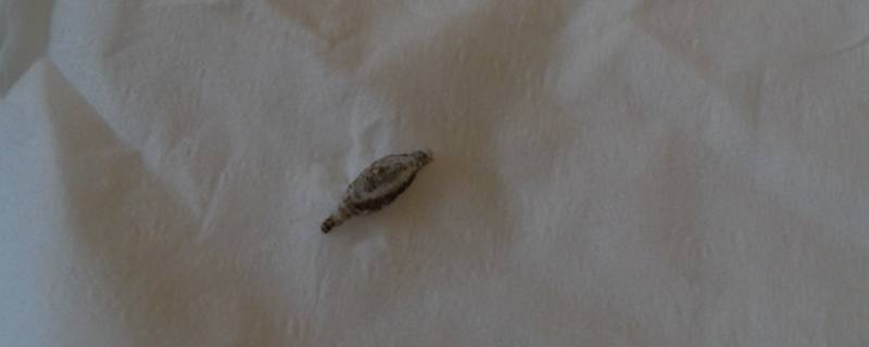 家里墙上有特别小的白色虫子 白墙上有小虫不知道是什么虫