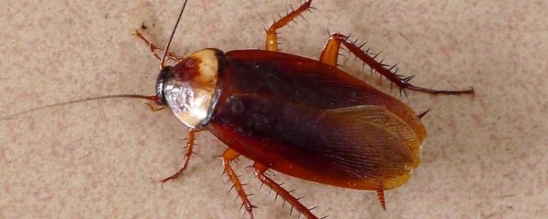 蟑螂多久可以长大 蟑螂多长时间可以长大