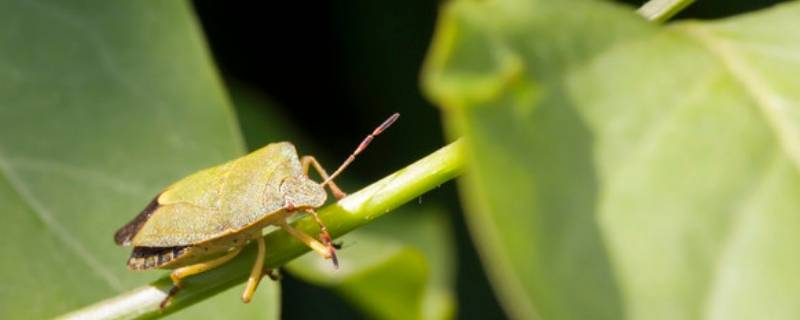 家里怎么会有绿蝽 家里常见的蝽