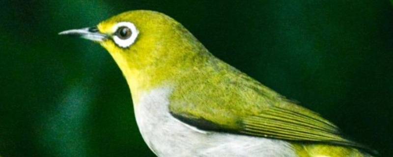 绣眼鸟是国家几级保护动物 绣眼鸟是国家二级保护动物吗