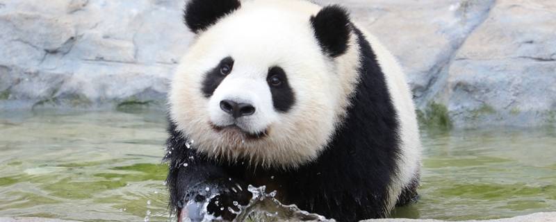 大熊猫夏天如何避暑 野生大熊猫如何避暑