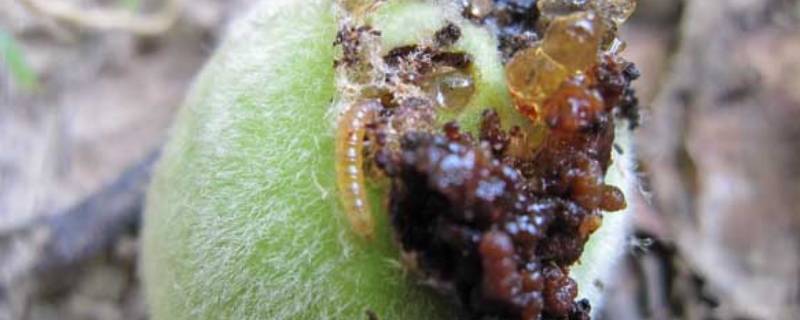 桃核里的虫子是什么虫子（桃核里面的虫子叫什么）