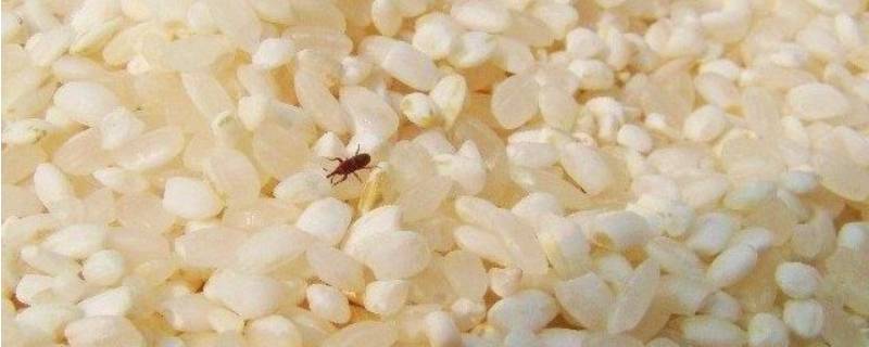 米虫会在地板繁殖吗 地板有米虫