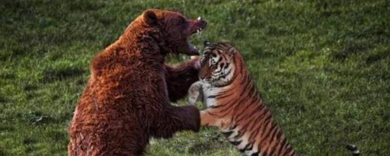 老虎打得过棕熊吗 为什么棕熊那么大打不过老虎