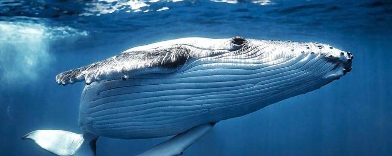 鲸鱼品种 金鱼品种大全及图解