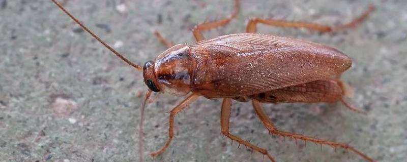 紫外线消毒灯能杀死蟑螂吗 紫外线灯能不能杀死蟑螂