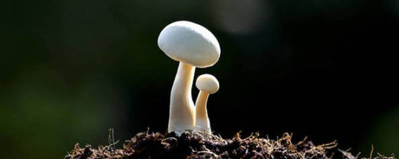蘑菇结构 蘑菇结构图及名称