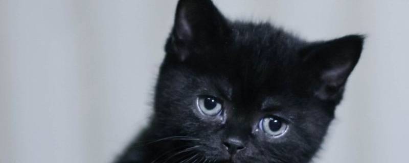 黑猫的名字 黑猫的名字叫什么好听