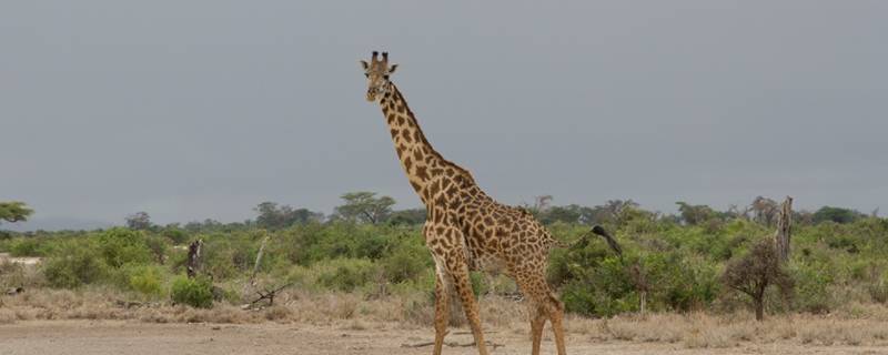 长颈鹿有多高 一般长颈鹿有多高