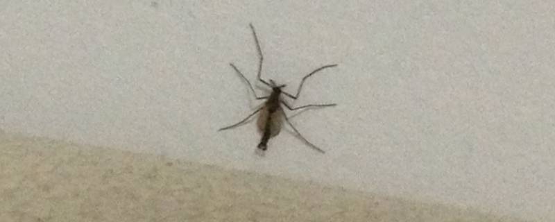 长得像蚊子但是很大的是什么 长得像蚊子比蚊子大很多